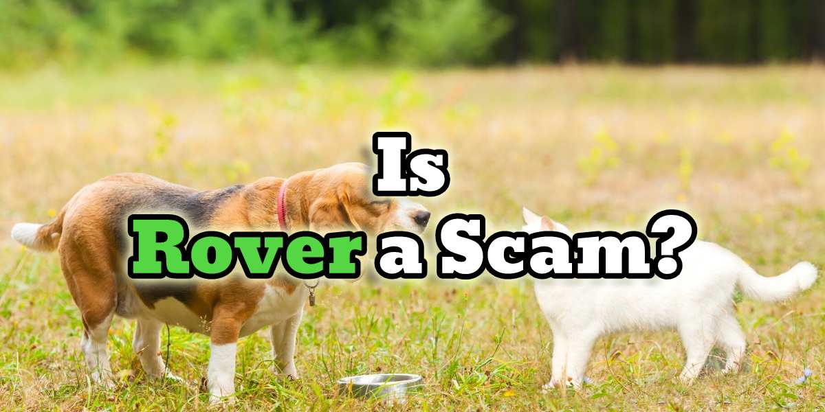 is rover a scam